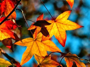 Fall-Leaves-beautiful-Autumn